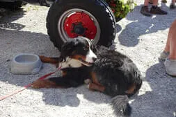 Oldtimertreffen Lofer Bild 37